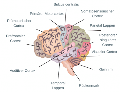 Darstellung der verschiedenen Gehirnareale