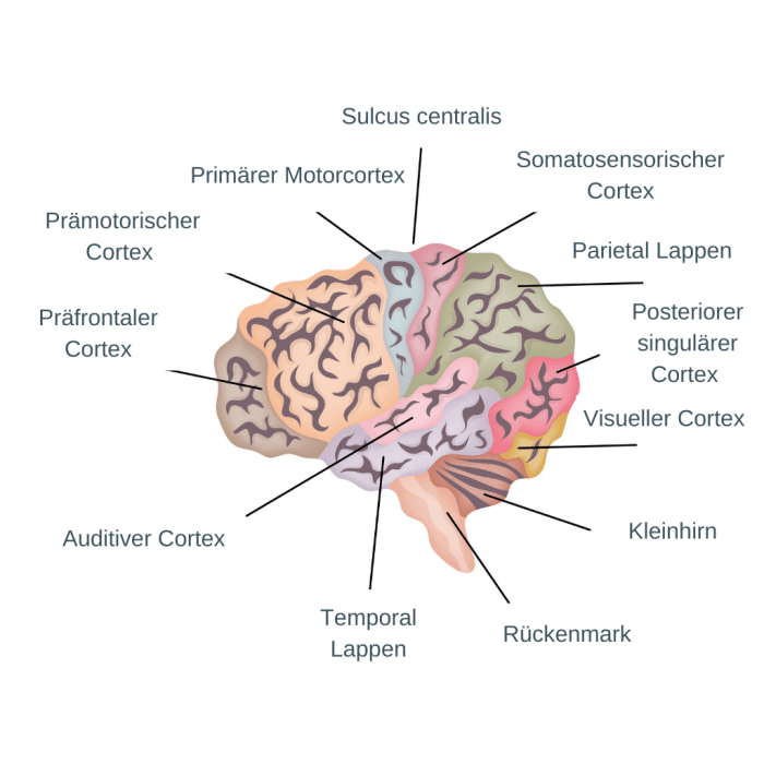 Darstellung der verschiedenen Gehirnareale