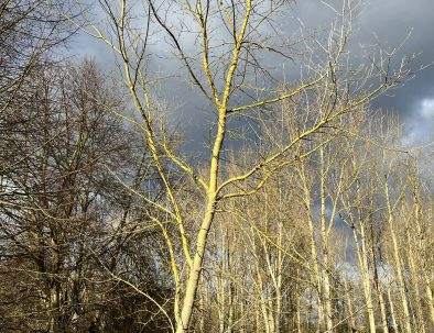 Kahle Bäume vor dunklem Himmel im Winter