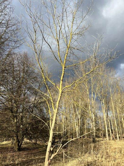 Kahle Bäume vor dunklem Himmel im Winter