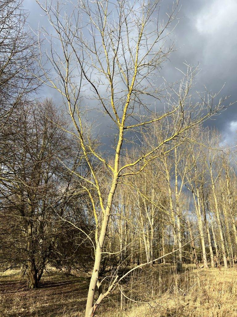 Kahle Bäume vor dunklem Himmel im Winter - mit dem Gedanken, ob Depressionen jemals verschwinden.